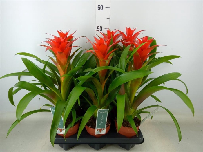 <h4>Guzmania  'Ostara'</h4>