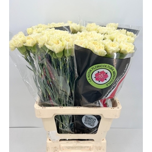 Dianthus St Gioele Creme (promo)