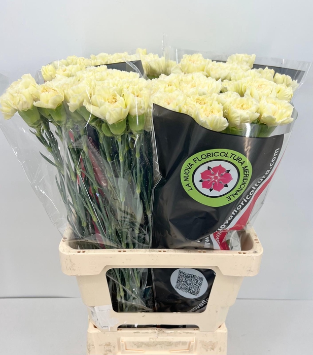<h4>Dianthus St Gioele Creme (promo)</h4>