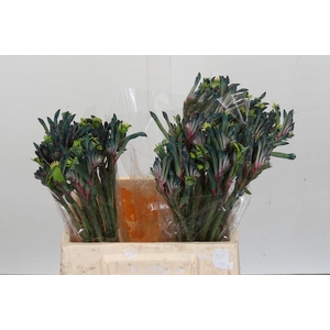 Anigozanthos Cape Gray Moss