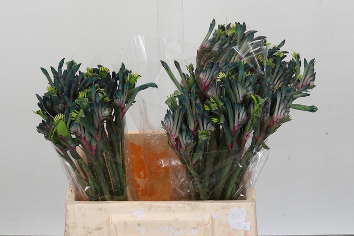 <h4>Anigozanthos Cape Gray Moss</h4>