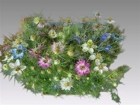 <h4>Nigella D Mix Bs</h4>