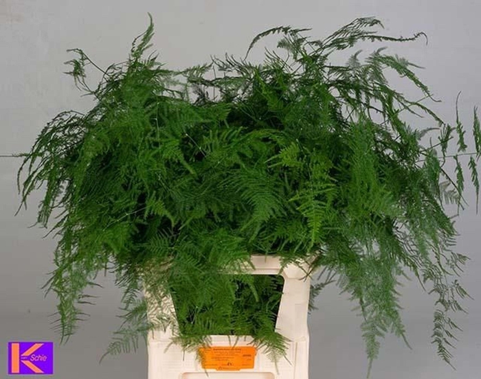 <h4>ASPARAGUS PLUMOSUS ASPARAGUS SETACE</h4>
