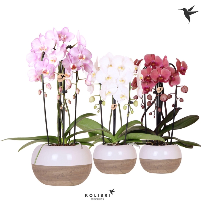 <h4>Kolibri Orchids Phalaenopsis Cascade Niagara Fall mix 3 spike in Coconut pot</h4>
