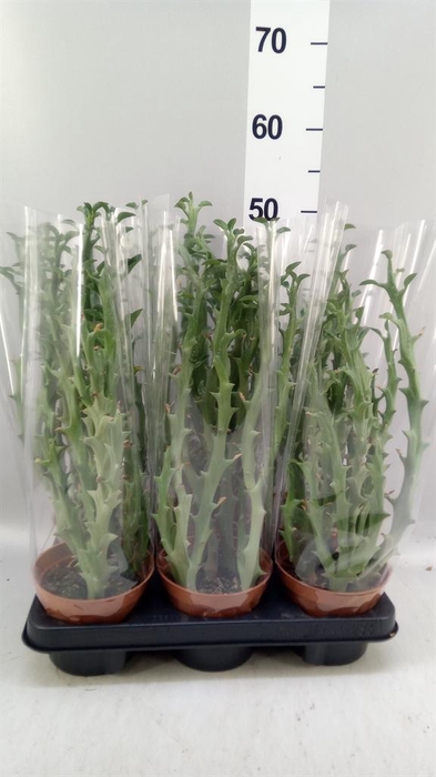 <h4>Euphorbia   ...</h4>