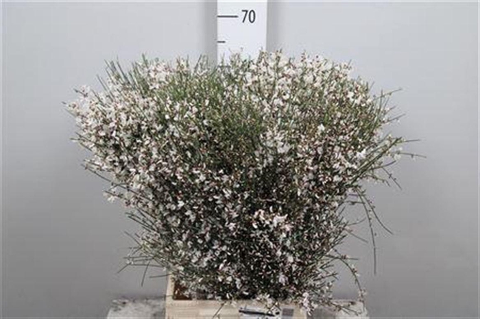 <h4>Genista White (400gr)</h4>