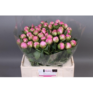 Paeonia Dr. Alexander Fleming | Heavy Quality