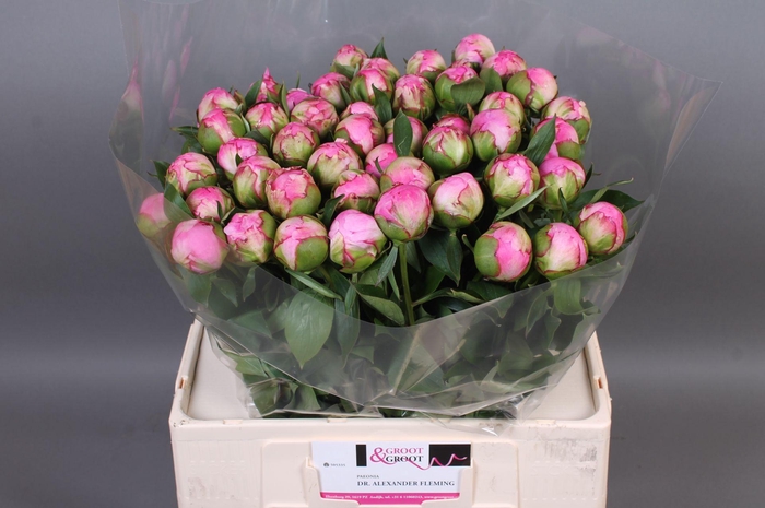 <h4>Paeonia Dr. Alexander Fleming | Heavy Quality</h4>