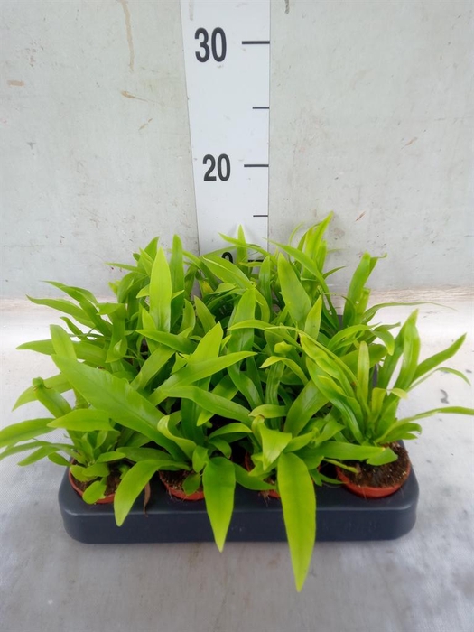 <h4>Asplenium antiquum</h4>