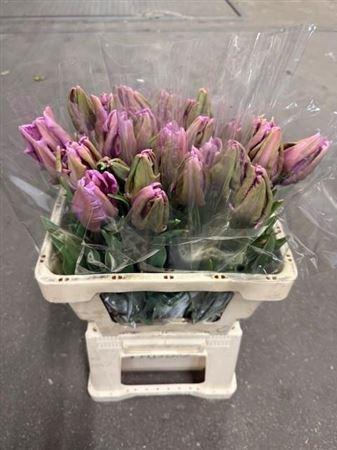 <h4>Tu Pa James Last</h4>