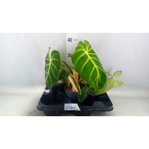Philodendron   ...