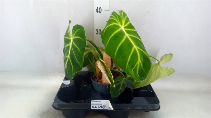 <h4>Philodendron   ...</h4>