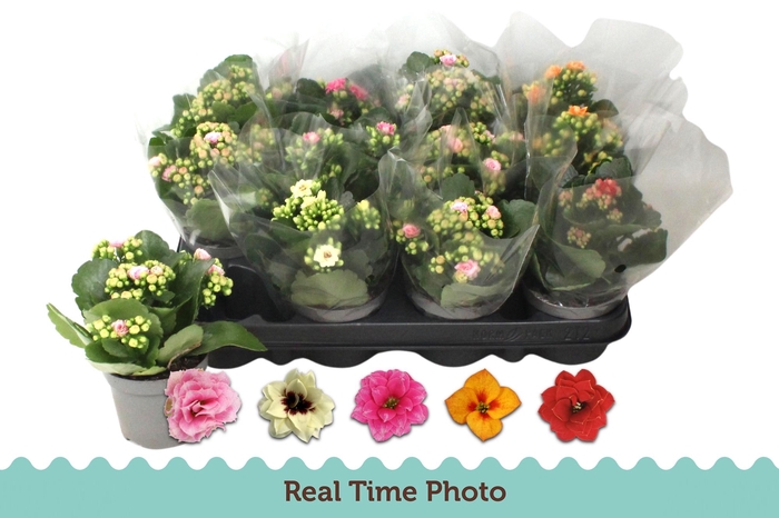 <h4>KAL GE GEM 5 KL</h4>