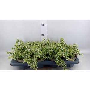 Ficus pumila 'Belle Sunny'