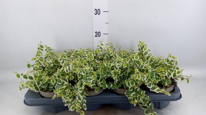 <h4>Ficus pumila 'Belle Sunny'</h4>