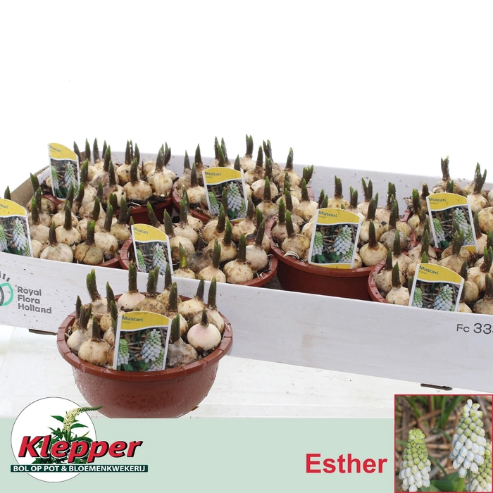 <h4>Muscar Esther</h4>