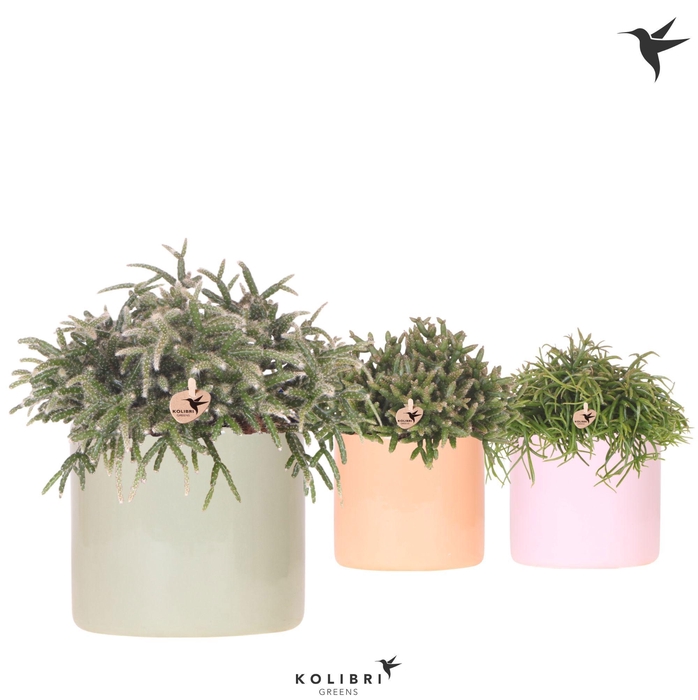 <h4>Kolibri Greens Rhipsalis mix in Funky pot mix</h4>
