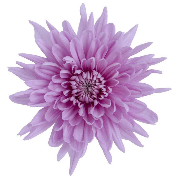 <h4>Chrys Primavera</h4>