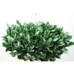 Ruscus Hypophyllum 70