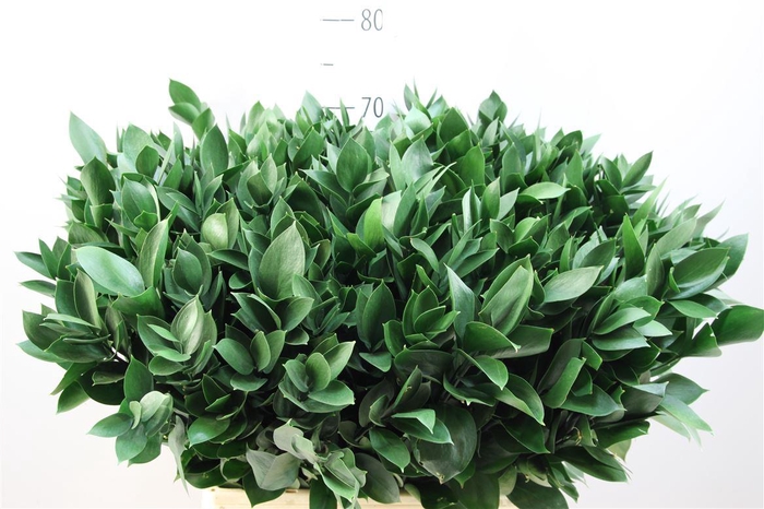 <h4>Ruscus Hypophyllum 70</h4>