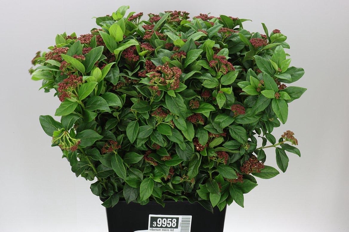 <h4>Viburnum Macro Red</h4>