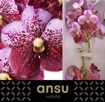 <h4>Vanda Di Pink Mahoga</h4>