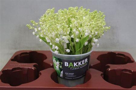 <h4>Convallaria P St</h4>