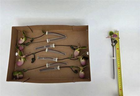 <h4>Paphiop Overig</h4>