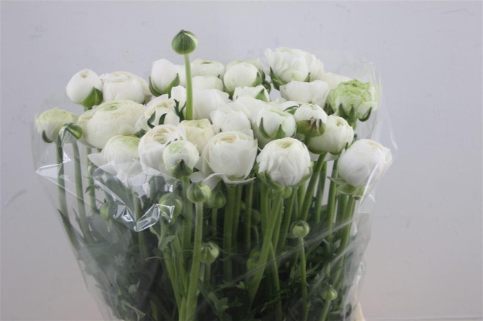 <h4>Ran Azur White</h4>