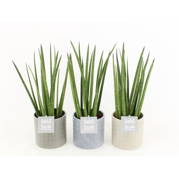 <h4>Sansevieria Cylindrica in Gaia keramiek</h4>