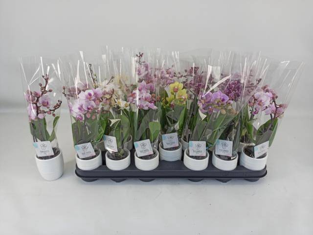 <h4>PHAL MINI</h4>