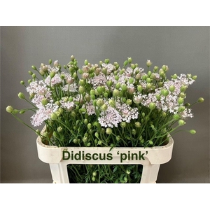 DIDI SNIJBLOEMEN SNIJBLOEMEN OV