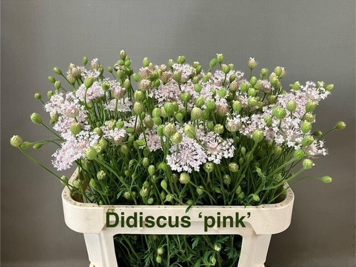 <h4>DIDI SNIJBLOEMEN SNIJBLOEMEN OV</h4>