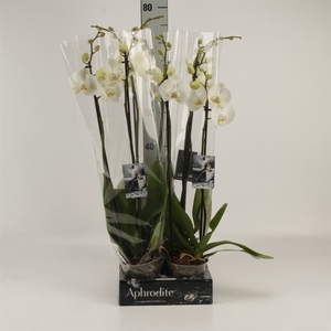 Phalaenopsis   ...white