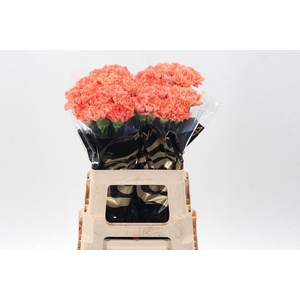Di St Hermes Orange X40 AY