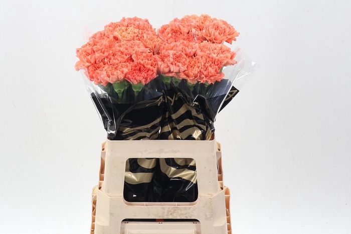 <h4>Di St Hermes Orange X40 AY</h4>