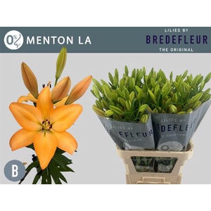 Li La Menton 4+