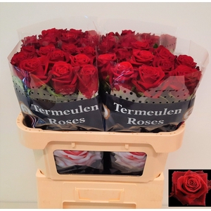 R GR CON AMORE