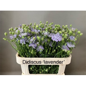 SNIJBLOEMEN OV