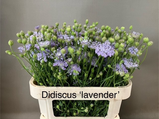 <h4>SNIJBLOEMEN OV</h4>