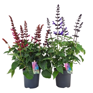 Salvia salgoon mix p17 (NL)