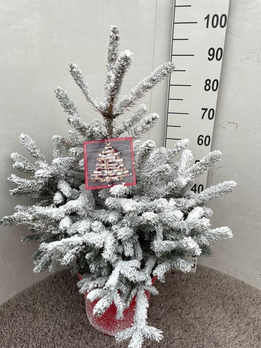 <h4>PICEA PU SUPER BLUE</h4>