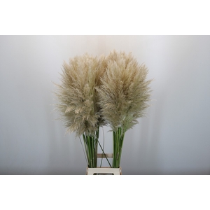Cortaderia