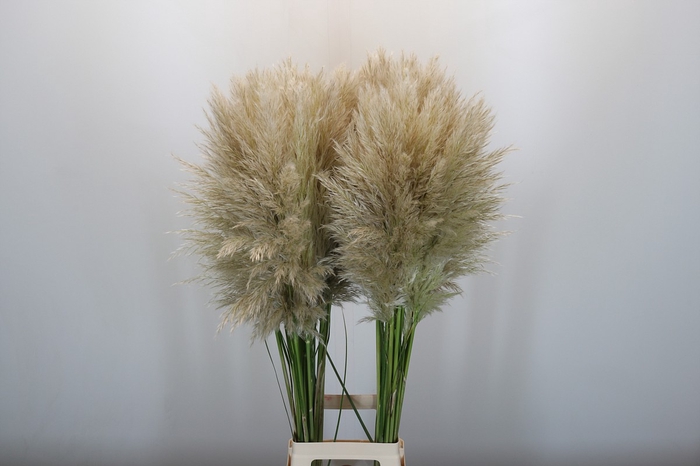 <h4>Cortaderia</h4>