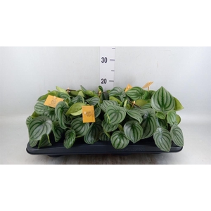 Peperomia argyreia