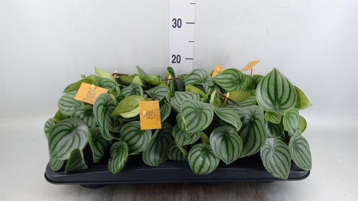 Peperomia argyreia