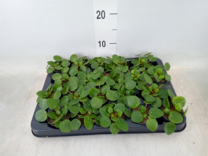 <h4>Pilea peperomioides</h4>