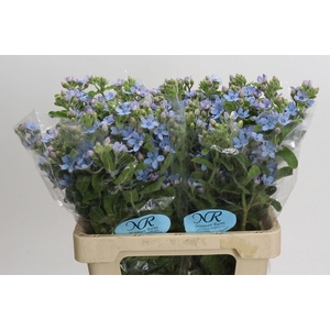 OXYPETALUM CO T PURE BLUE OXYPETALU