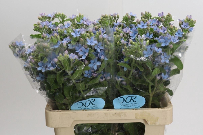 <h4>OXYPETALUM CO T PURE BLUE OXYPETALU</h4>