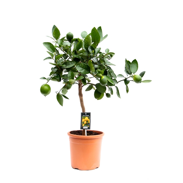 <h4>Citrus Lime</h4>